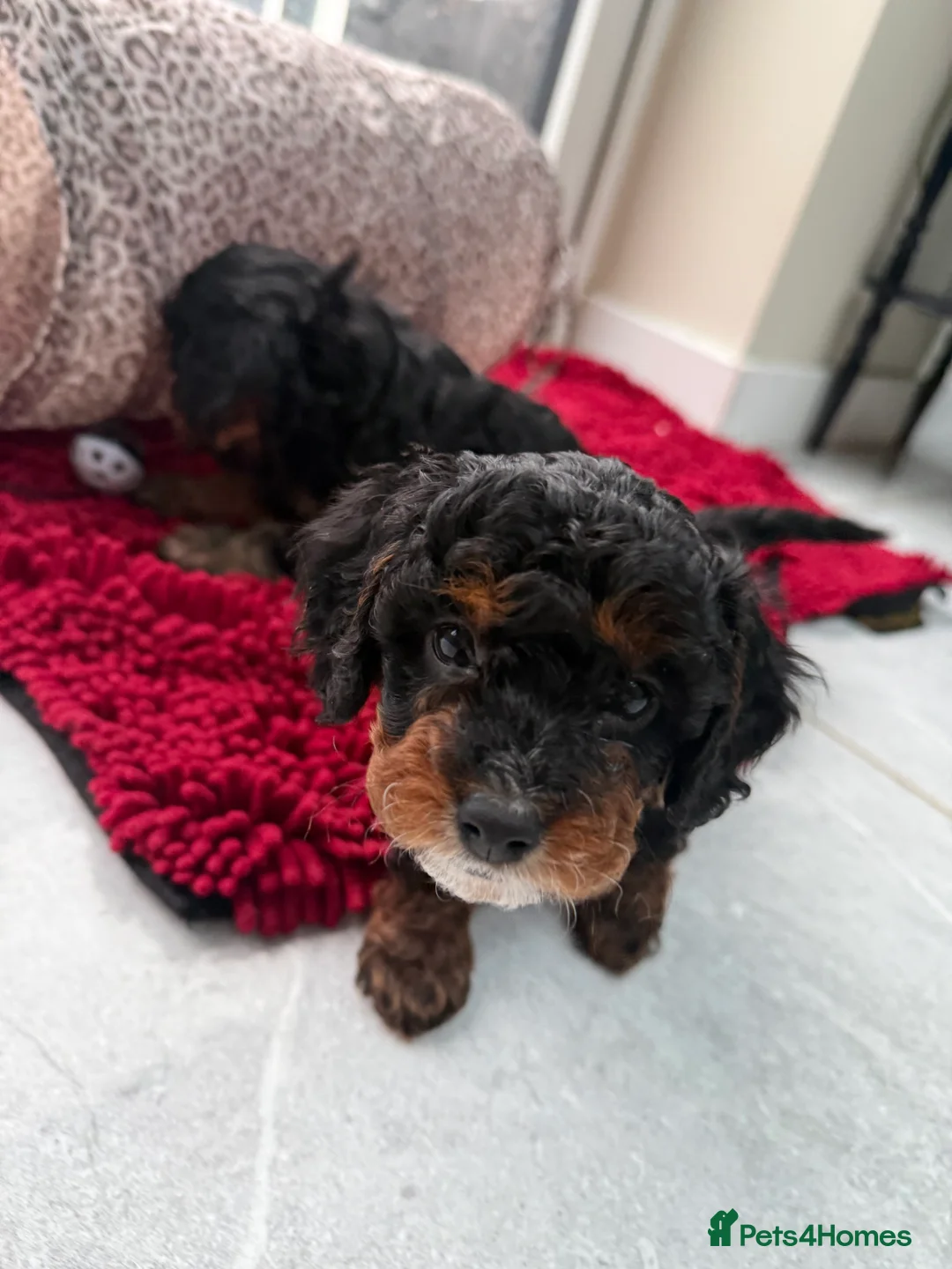 Cavapoo dogs for sale: Beautiful F1b Cavapoo Puppies - Only 3 left  - Advert 6