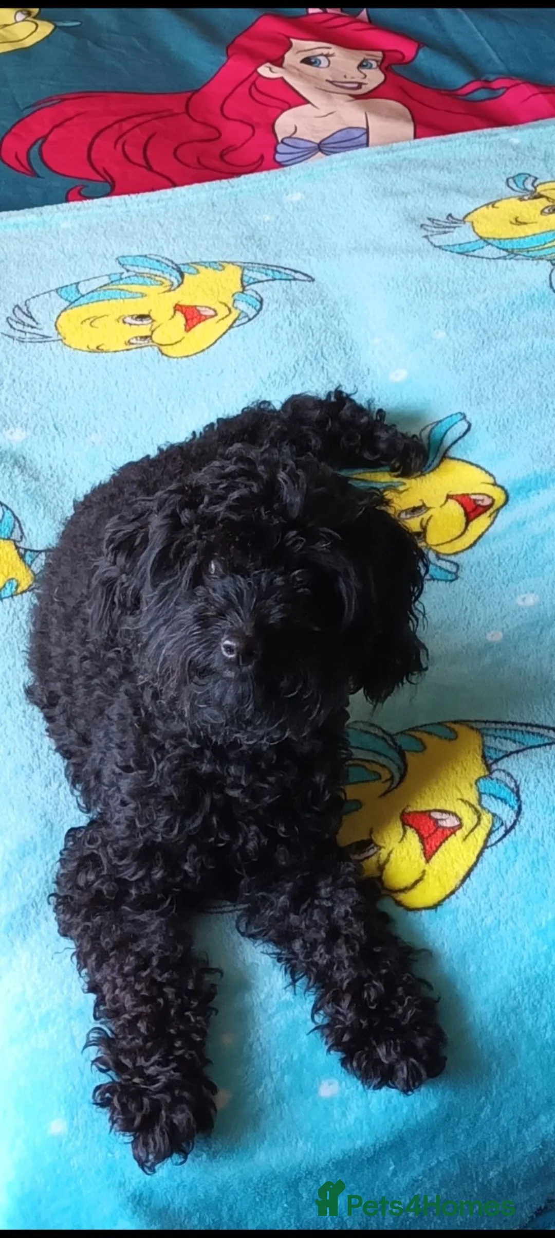 Cockapoo dogs for sale: 1 black male left, F1B cockapoo puppies  - Advert 12