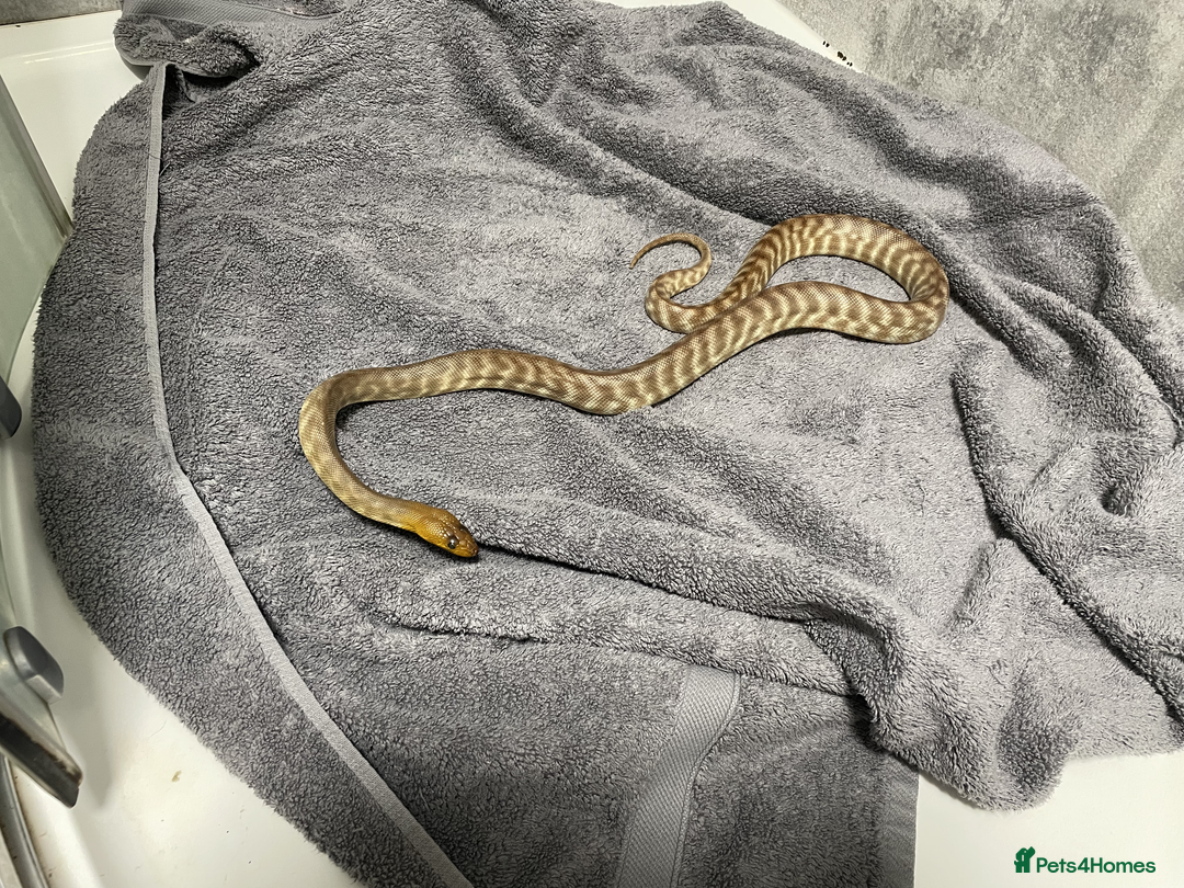 Snake reptiles for sale: Three Snakes + Madagascan Hissing Roaches - Image 3