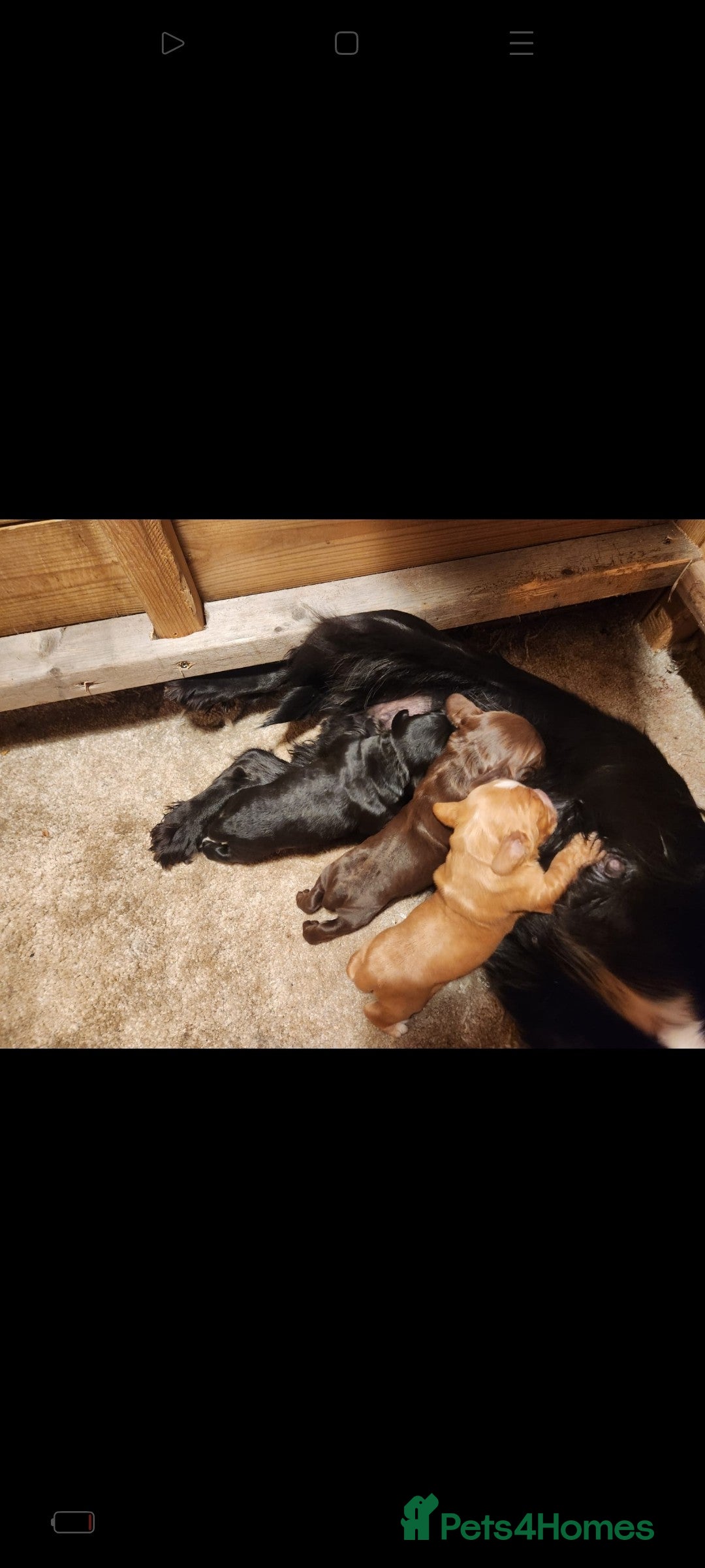 Cocker Spaniel dogs for sale: Brown Boy Cocker Spaniel Puppy - Image 9