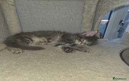 Maine Coon cats for sale: Maine Coon kittens  - Advert 19