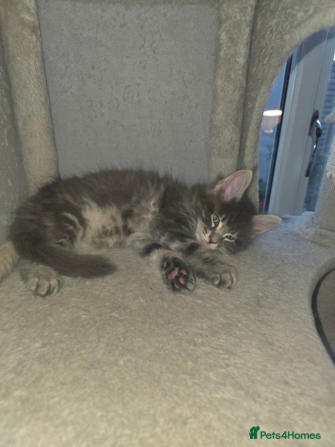 Maine Coon cats for sale: Maine Coon kittens  - Advert 19