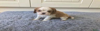 Cavalier King Charles Spaniel 3