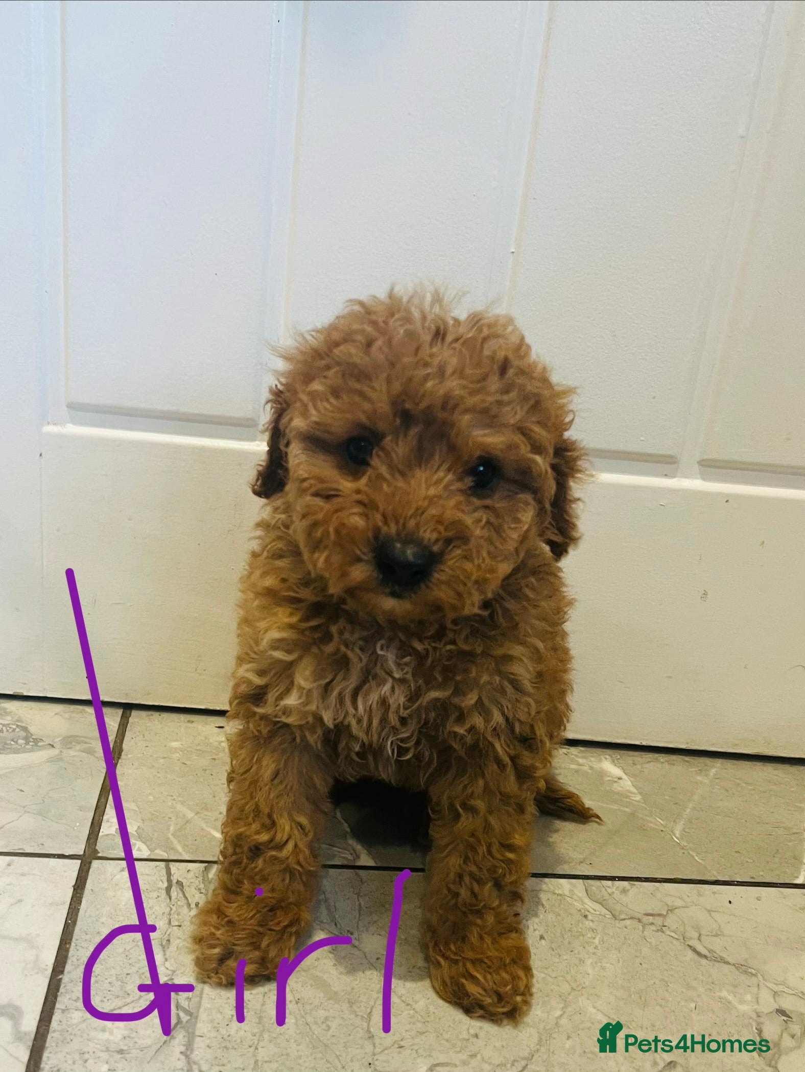Miniature Poodle dogs Minature poodles (PRA Clear)ready now  - Advert 1