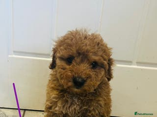 Miniature Poodle dogs Minature poodles (PRA Clear)ready now - Advert 1