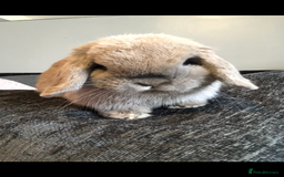 Mini Lop rabbits for sale: Gorgeous Blue Tort Mini Lop RESERVED - Image 1