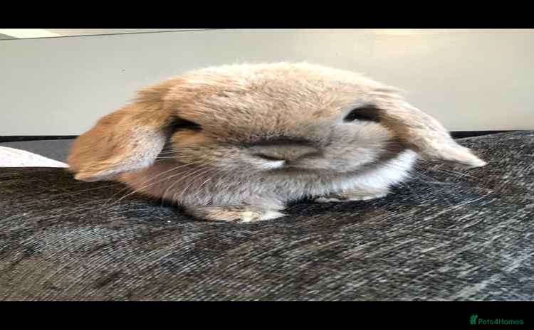 Mini Lop rabbits - Advert 4