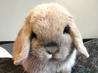 Mini Lop rabbits - Advert 22