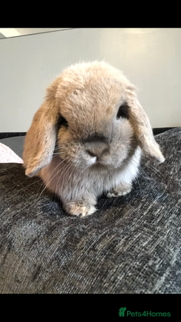 Mini Lop rabbits - Advert 5