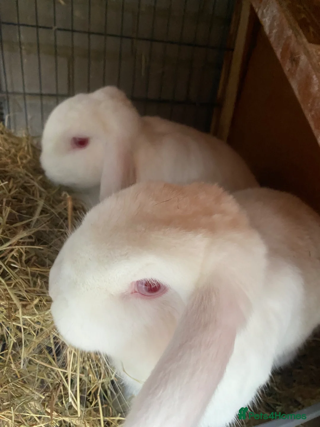 Mini Lop rabbits for sale: Bonded sisters  - Advert 6