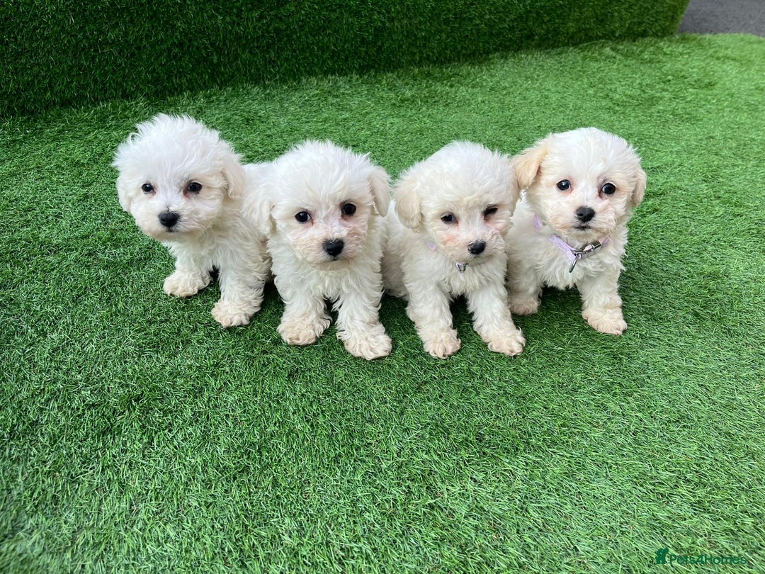 Poodle dogs for sale: Poodles pups for forever home - Image 23