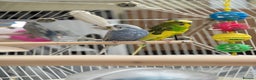 Budgerigars birds for sale: Budgerigars and GEO BIRD CAGE for sale - Advert 5