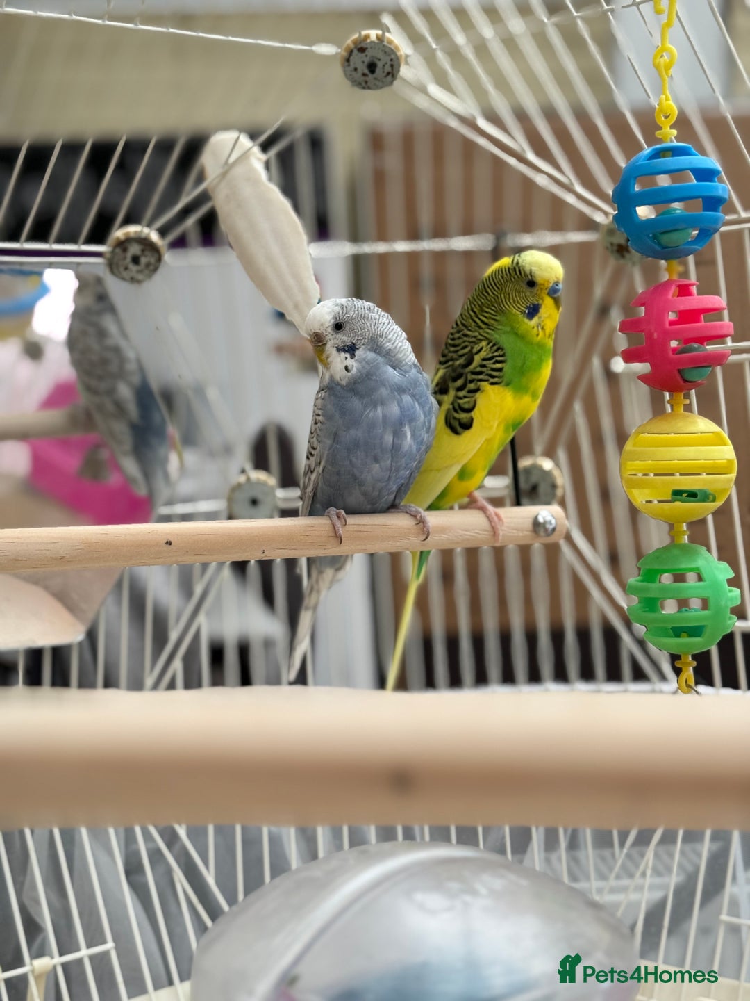 Budgerigars birds for sale: Budgerigars and GEO BIRD CAGE for sale - Image 5
