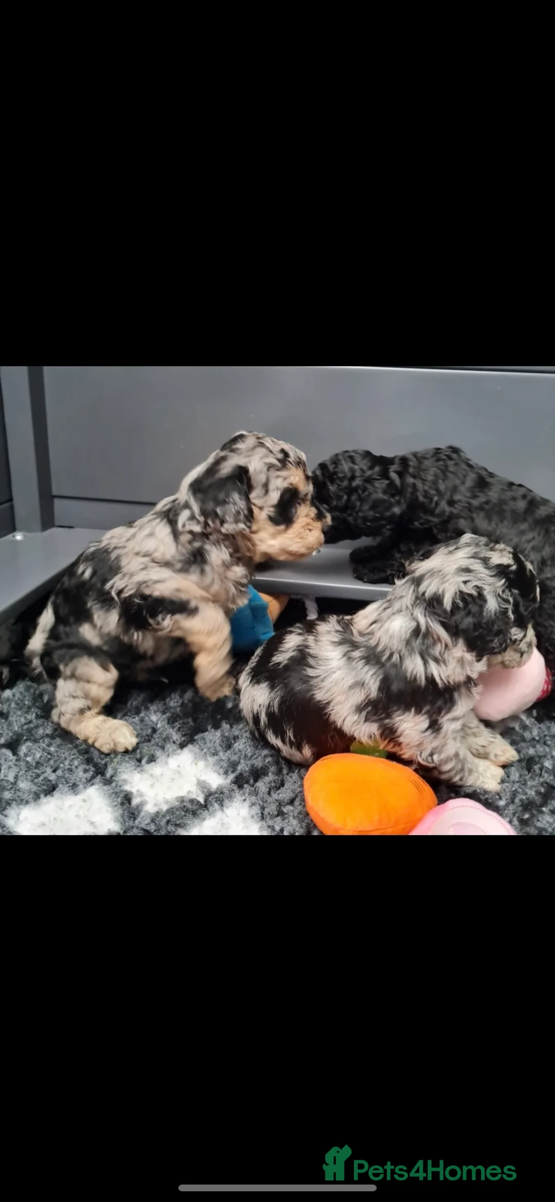 Miniature Poodle dogs for stud: Miniature poodle blue merle for stud in Bradford - Advert 19