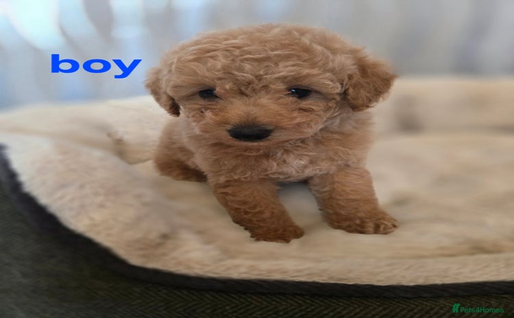 Maltipoo dogs - Advert 1