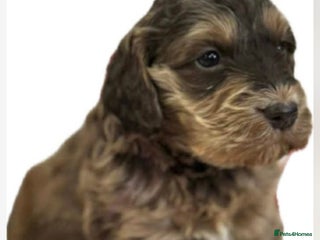 Cockapoo dogs Fabulous F1 Sable Cockapoos - Advert 1