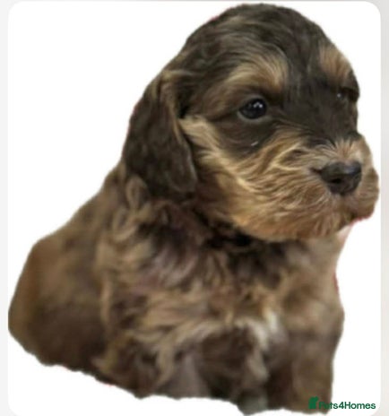 Cockapoo dogs Fabulous F1 Sable Cockapoos - Advert 1