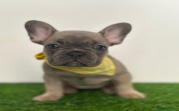 French Bulldog dogs for sale: 5 French bulldog puppy’s  - Image 5