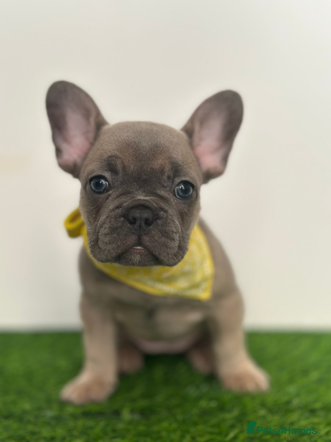 French Bulldog dogs for sale: 5 French bulldog puppy’s  - Image 5