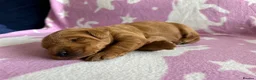 Labradoodle dogs for sale: Gorgeous Little labradoodle Boy Ready Soon - Advert 9