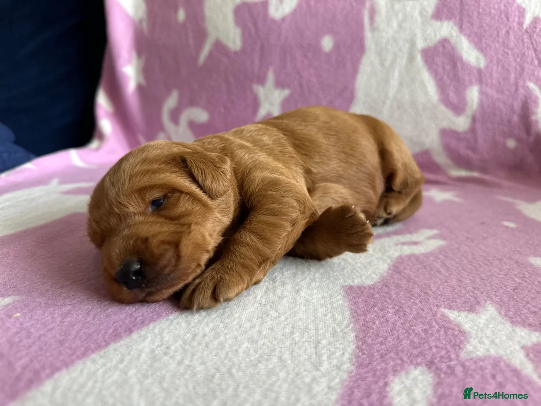 Labradoodle dogs for sale: Gorgeous Little labradoodle Boy Ready Soon - Advert 9