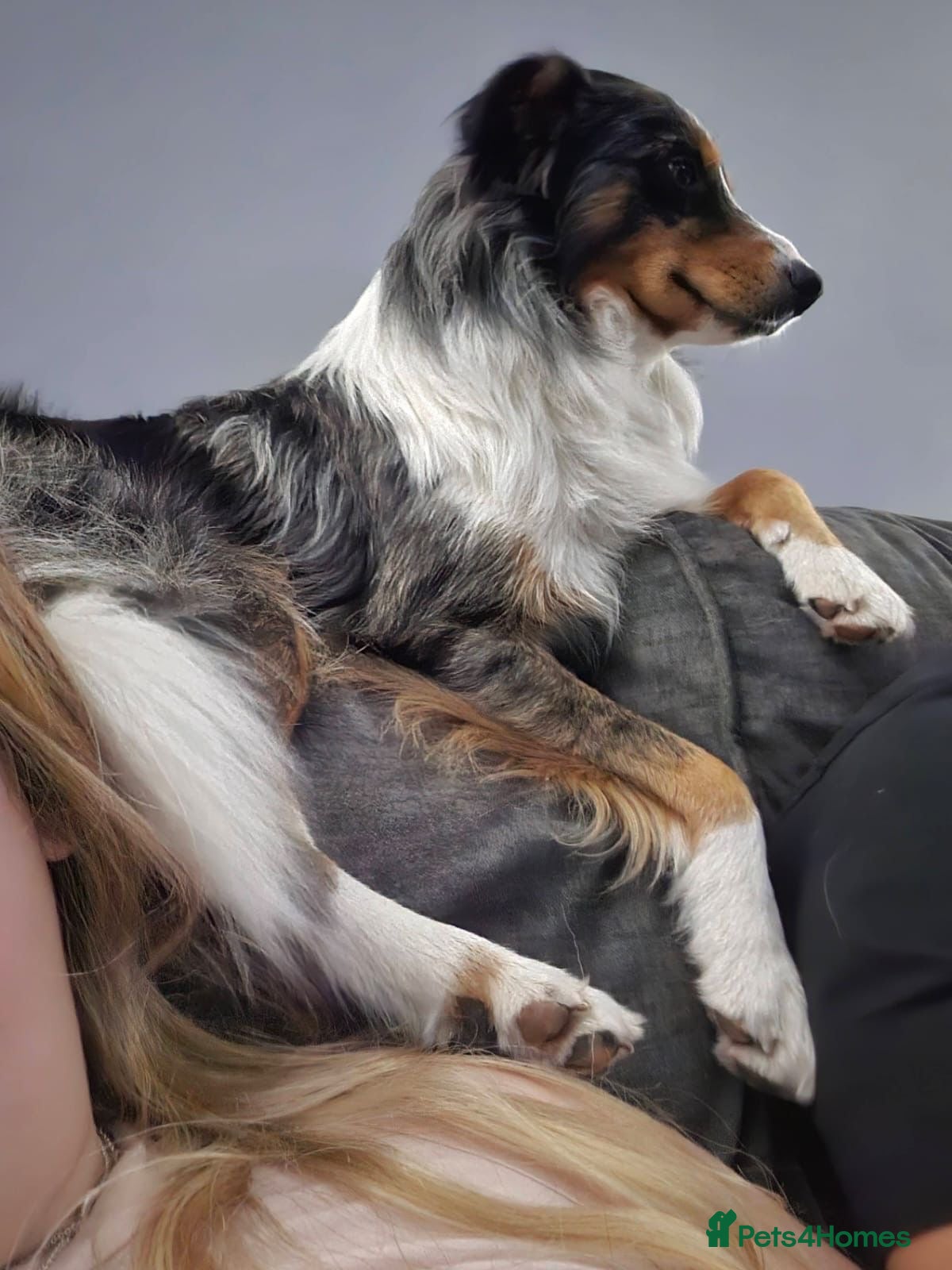 Border Collie dogs Border collie puppies - Advert 2