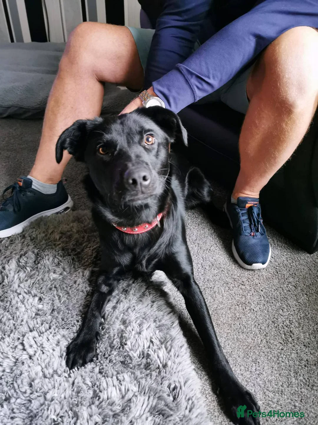 Labrador Retriever dogs for adoption: Meet Bonnie – In Ayr Looking for a home <3  - Advert 6