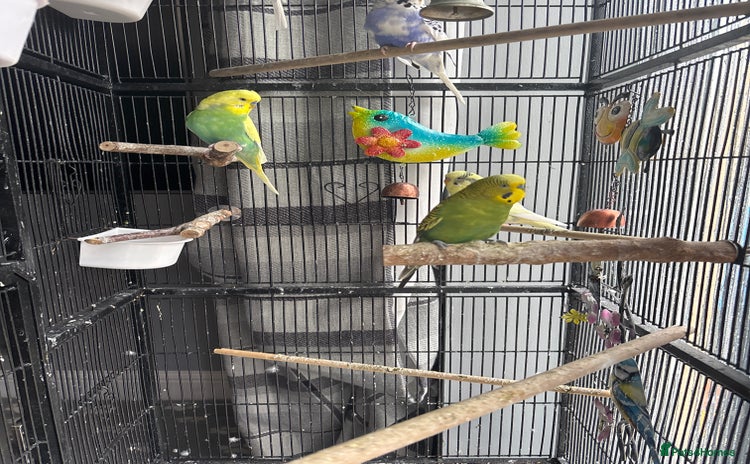 Budgerigars birds - Advert 9
