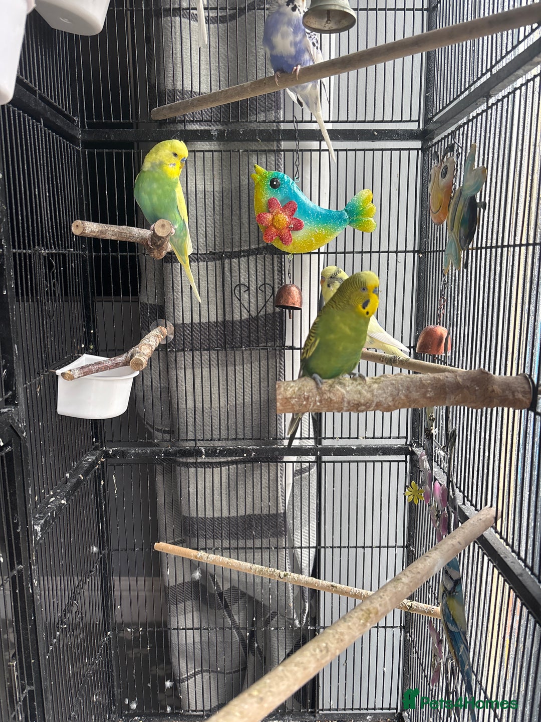 Budgerigars birds for sale: 6 Boys Budgies - Image 1