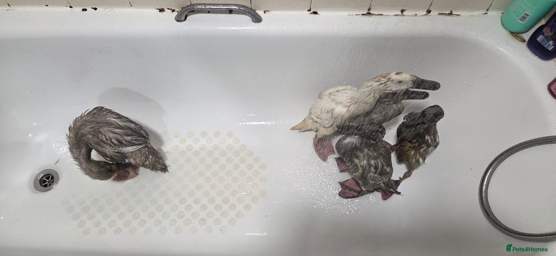 Ducks poultry for sale: Rare colour Pure bred silver runner Ducks  - Advert 7