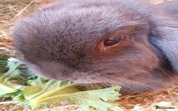 Mini Lop rabbits for sale: Spayed and neutered rabbits for adoption  - Advert 6