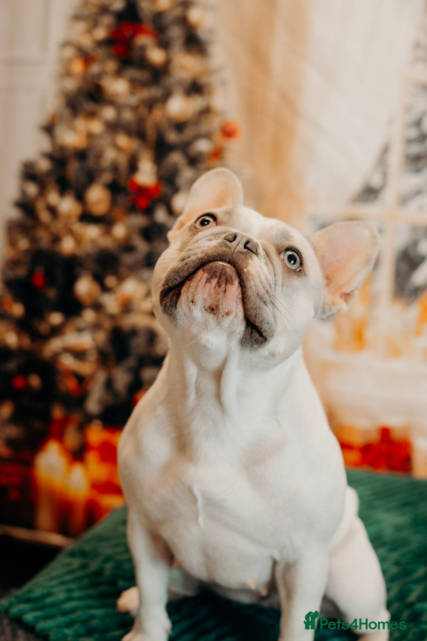 French Bulldog dogs 🐾 5⭐ DWKC Registered Puppies 🐾 - Advert 5