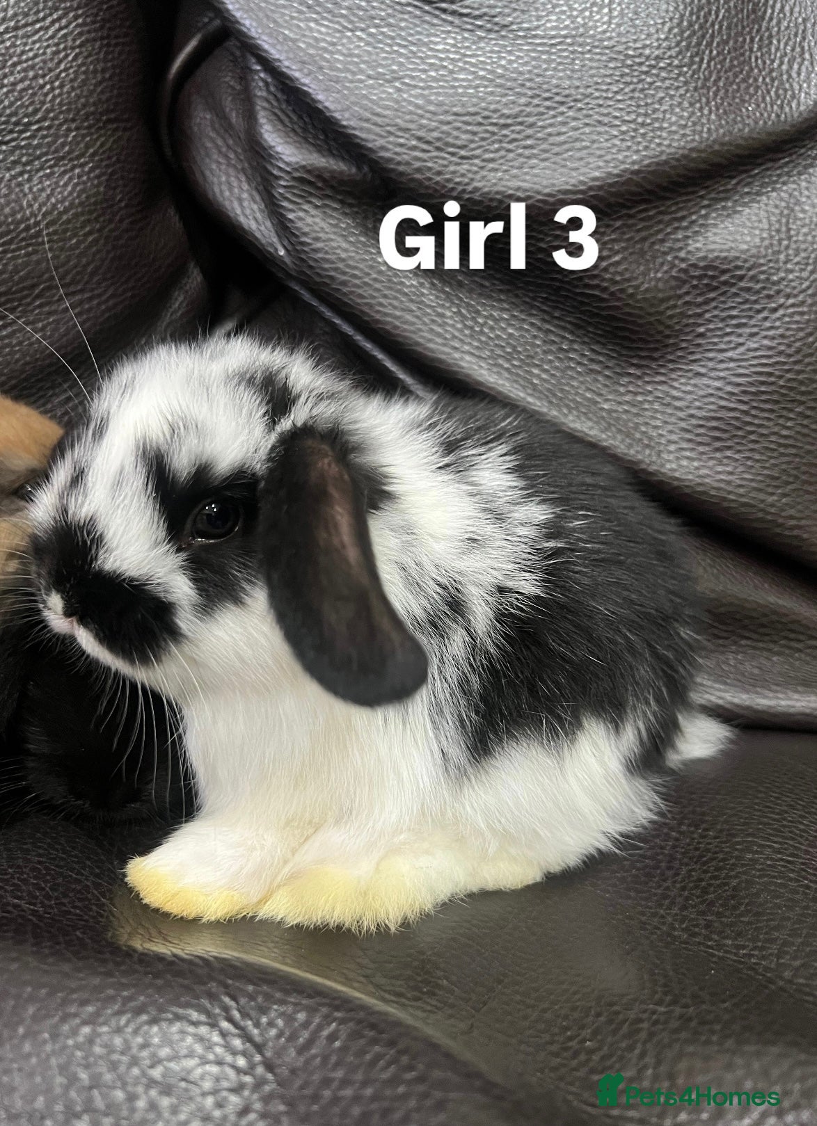 Mini Lop rabbits Mini lop - Advert 2