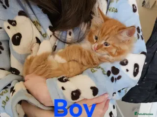 Maine Coon cats Mainecoon X kittens - Advert 8