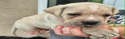 Cane Corso dogs for sale: Straw Cane Corso Pups - Advert 4