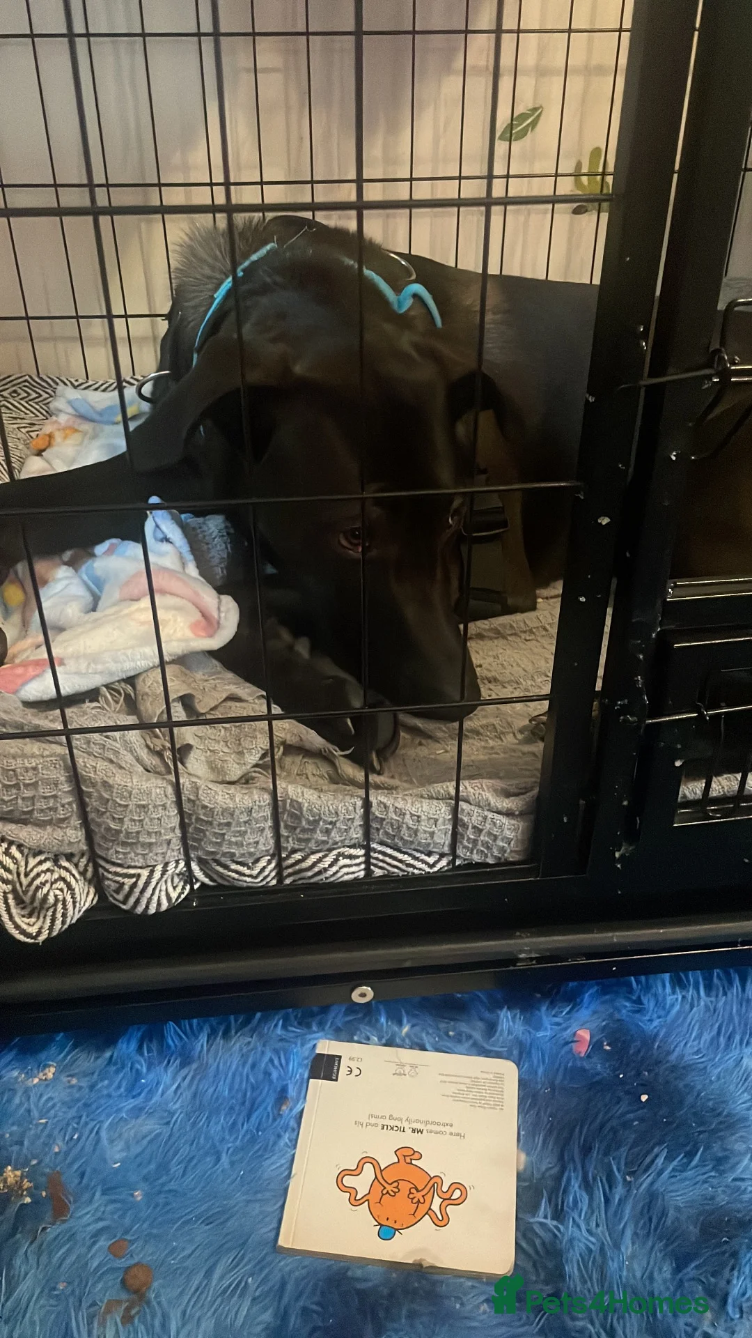 Mixed Breed dogs for sale: German shepherd cross Great Dane in Brighton - Advert 5