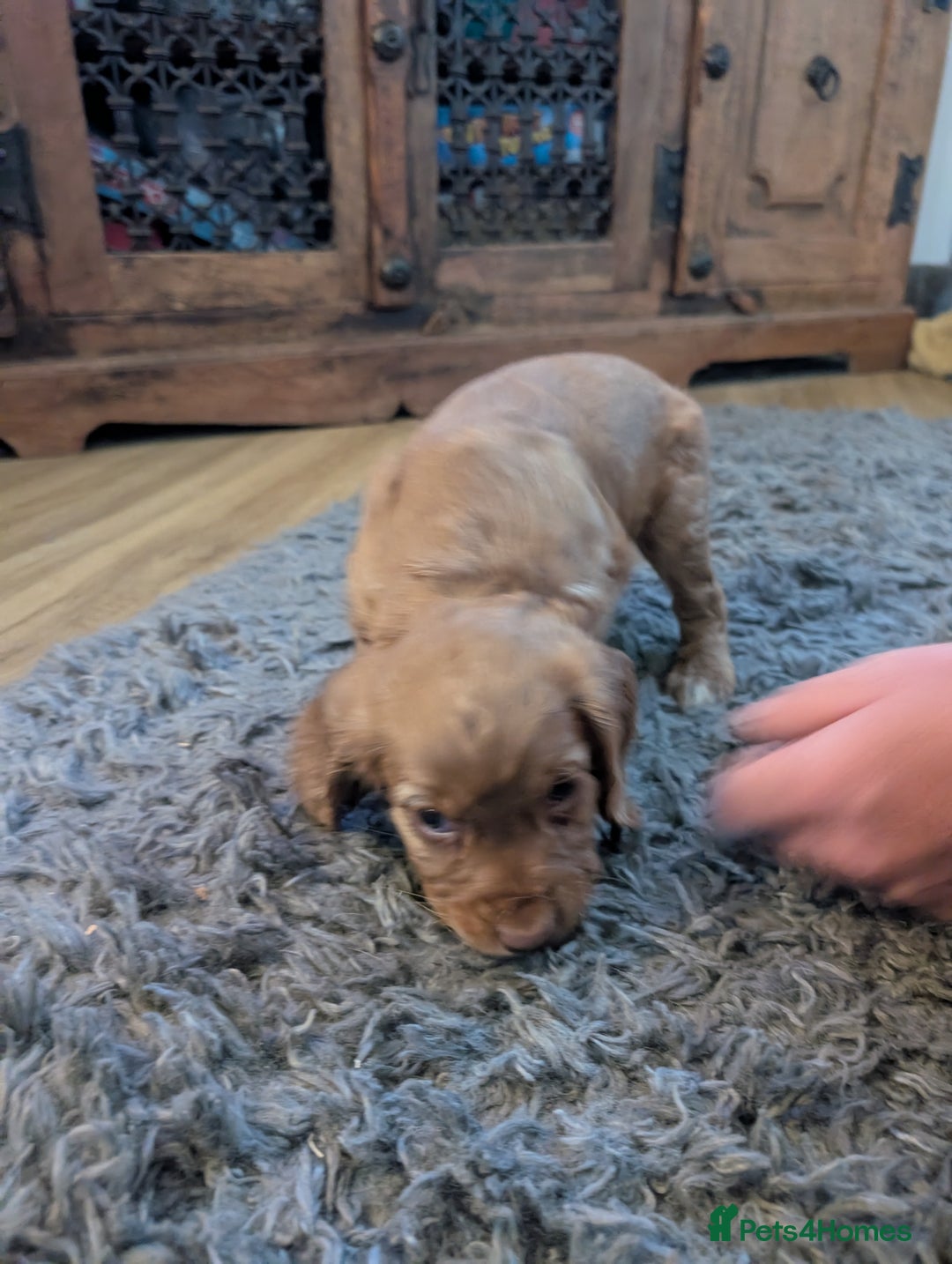 Cocker Spaniel dogs for sale: Golden cocker spaniel - Image 5