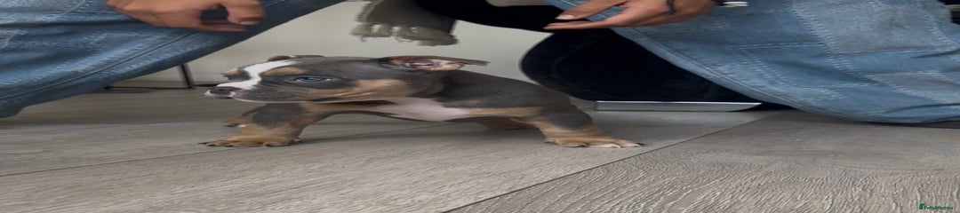 American Bully Puppy 3