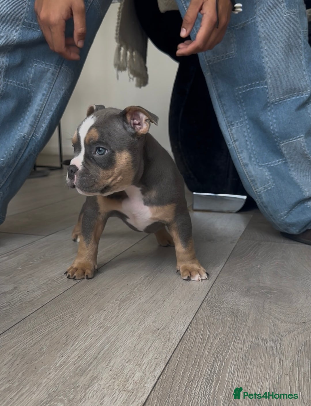 American Bully dogs for sale: Pocket bully puppies, haka blood line  - Image 8