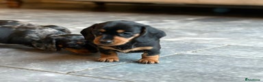 Miniature Dachshund Puppy 4