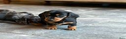 Miniature Dachshund dogs for sale: Kc reg miniature dachshund  - Advert 9