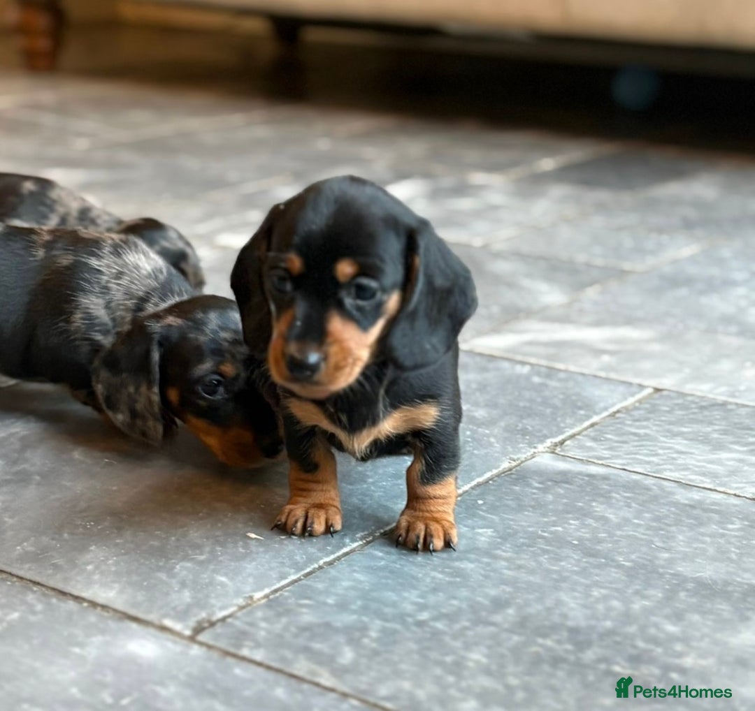 Miniature Dachshund dogs for sale: Kc reg miniature dachshund  - Advert 9