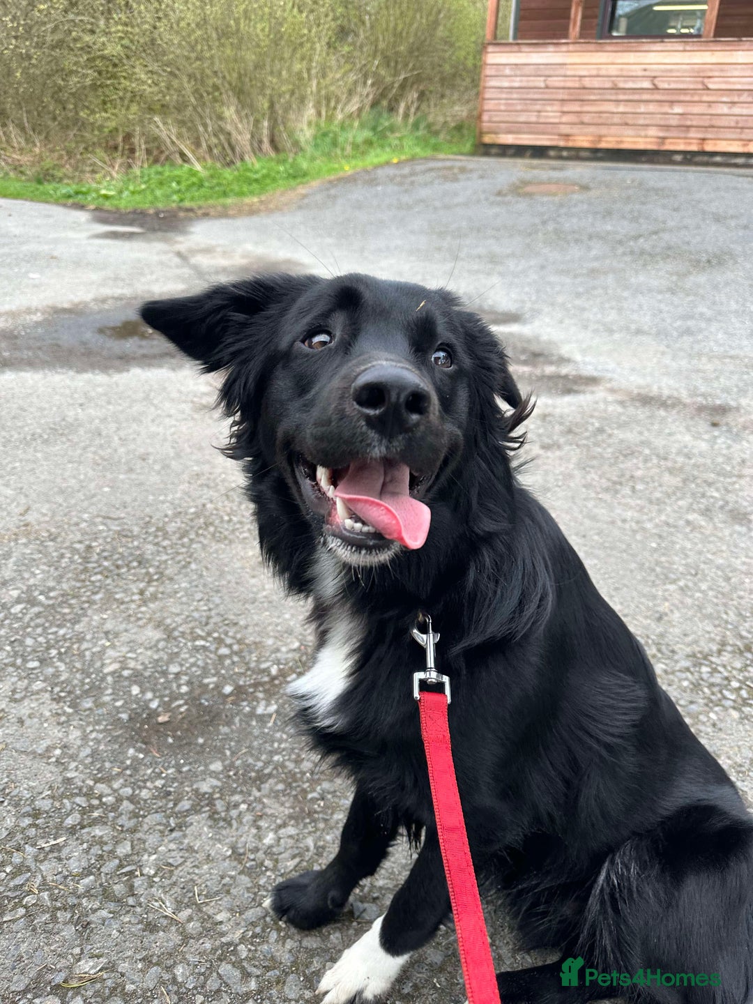 Borador dogs for sale: Buddy  - Advert 2