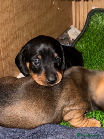 Miniature Dachshund dogs - Advert 3