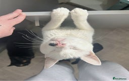 Domestic Shorthair cats for sale: Help us find this boy a home! - Image 1