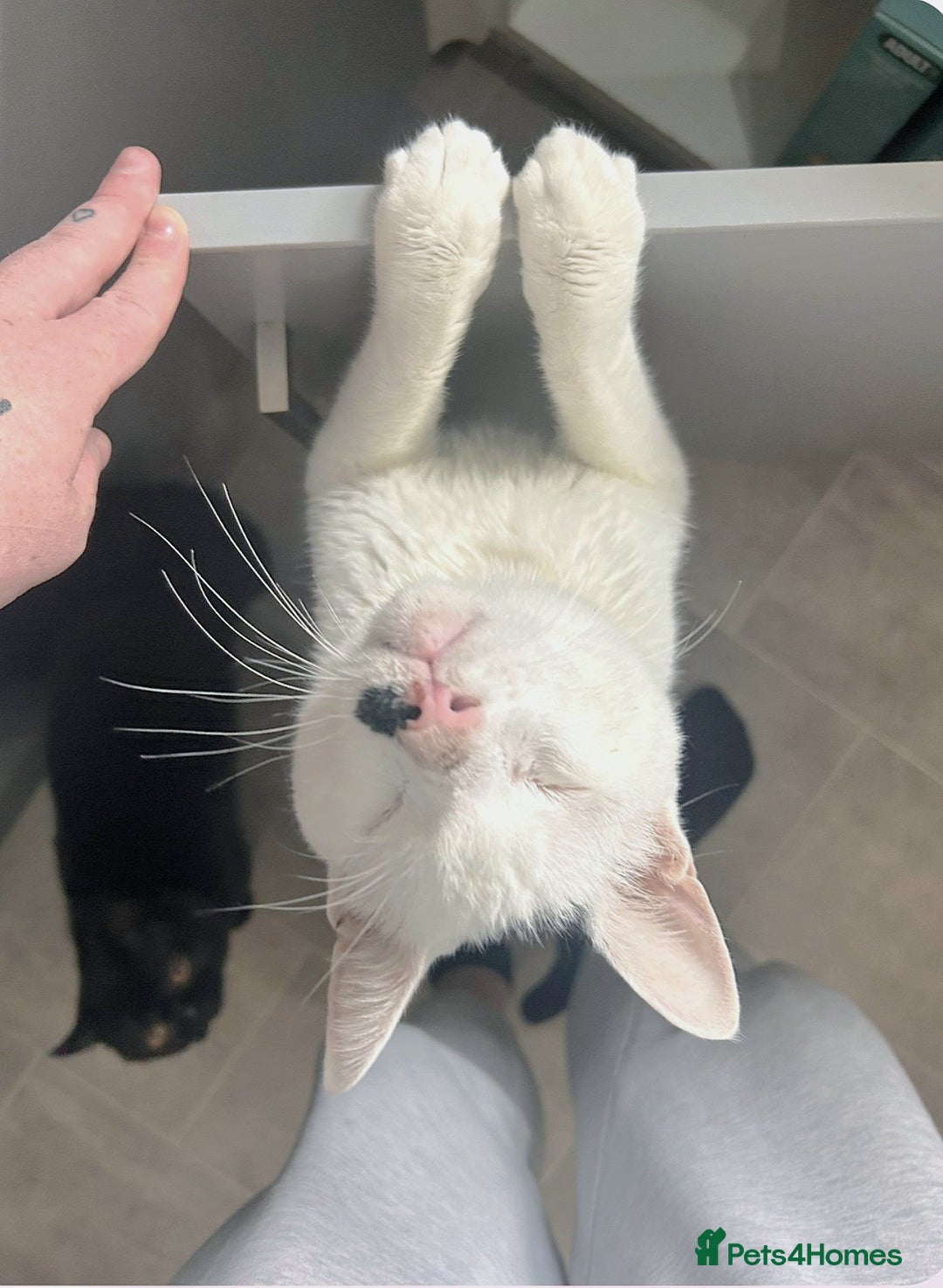 Domestic Shorthair cats for sale: Help us find this boy a home! - Image 1