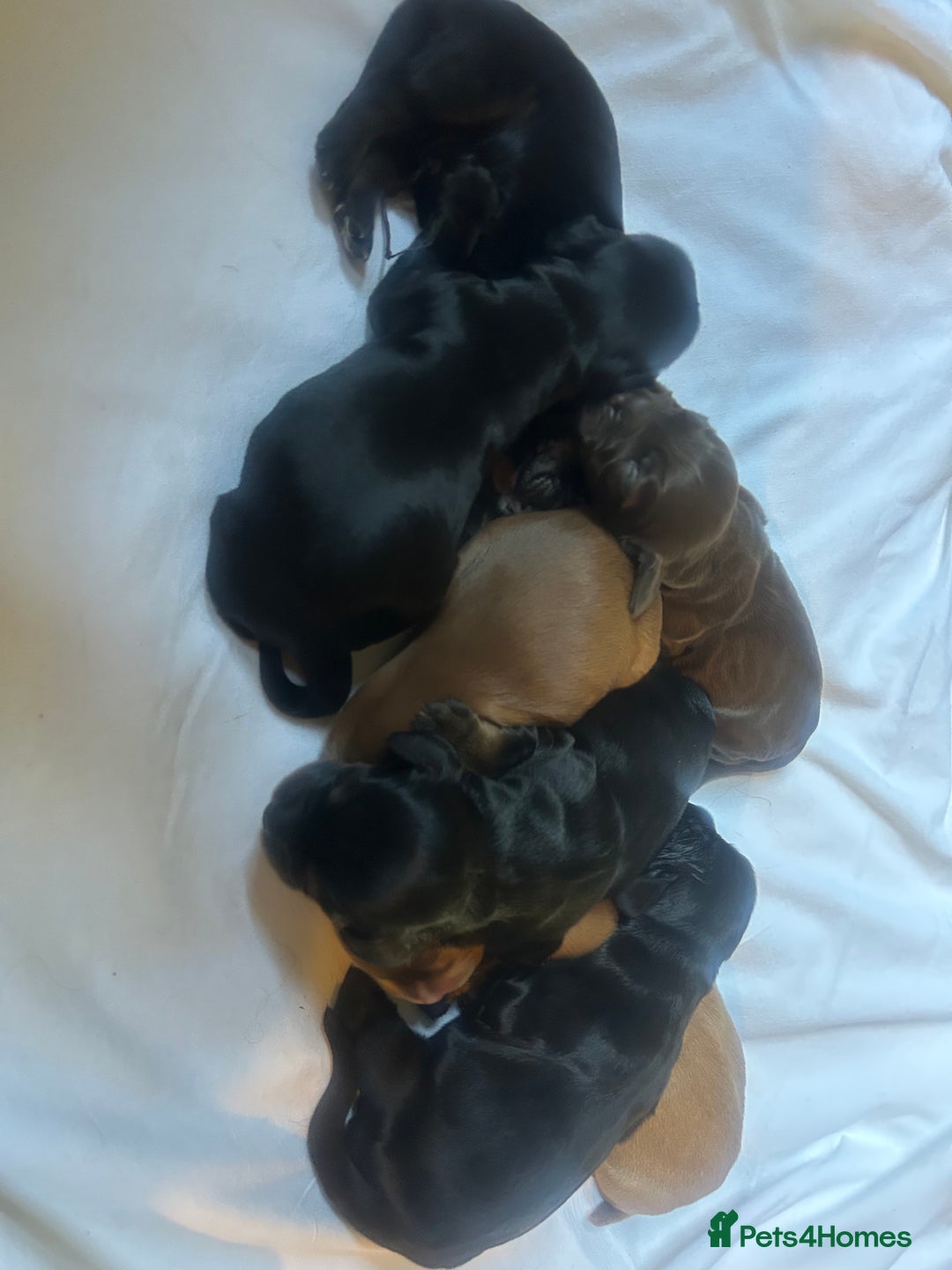 Cocker Spaniel dogs for sale: Cocker spaniel puppies - Image 2