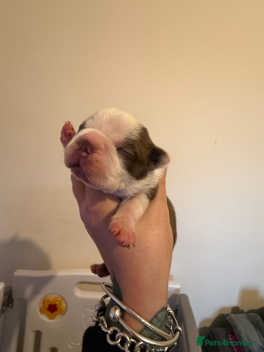 Boston Terrier dogs for sale: Quality Lines KC Registered Boston Terrier Puppies - Advert 17