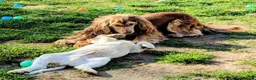 Cocker Spaniel dogs for sale: Beautiful KC Reg. Cocker Spaniels price reduced..  - Advert 11