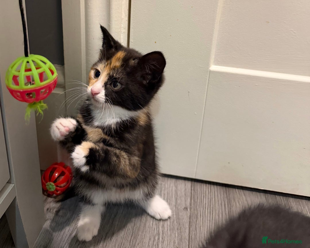 Mixed Breed cats for sale: 5 kittens for sale - Advert 26